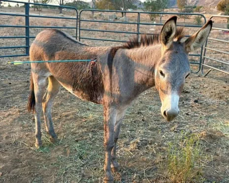 Burro Healing Following Newest Projectile Strike on Free-Roaming Asses in the Golden State