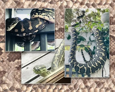 Embracing the Reptiles in the Roof: A Journey from Fear to Admiration