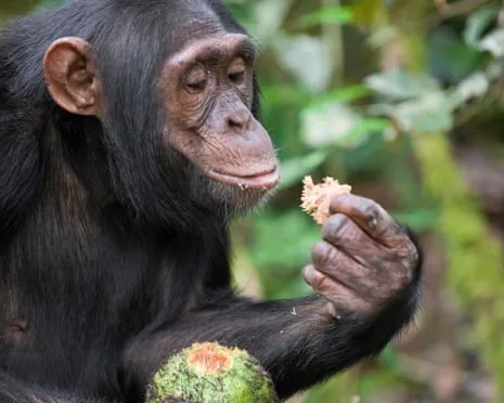 Wild Chimps Drink Daily Alcohol Equivalent to a Pint from Ripe Fruit